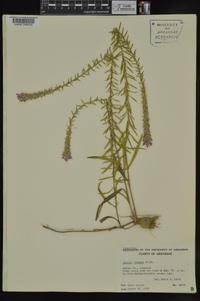 Liatris elegans image