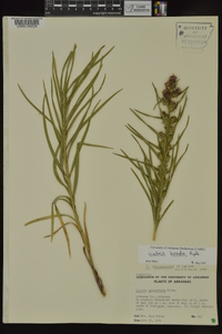 Liatris hirsuta image