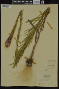 Liatris pycnostachya image