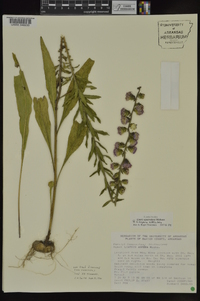 Liatris squarrulosa image