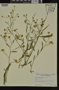 Boltonia asteroides image