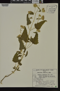 Brickellia grandiflora image