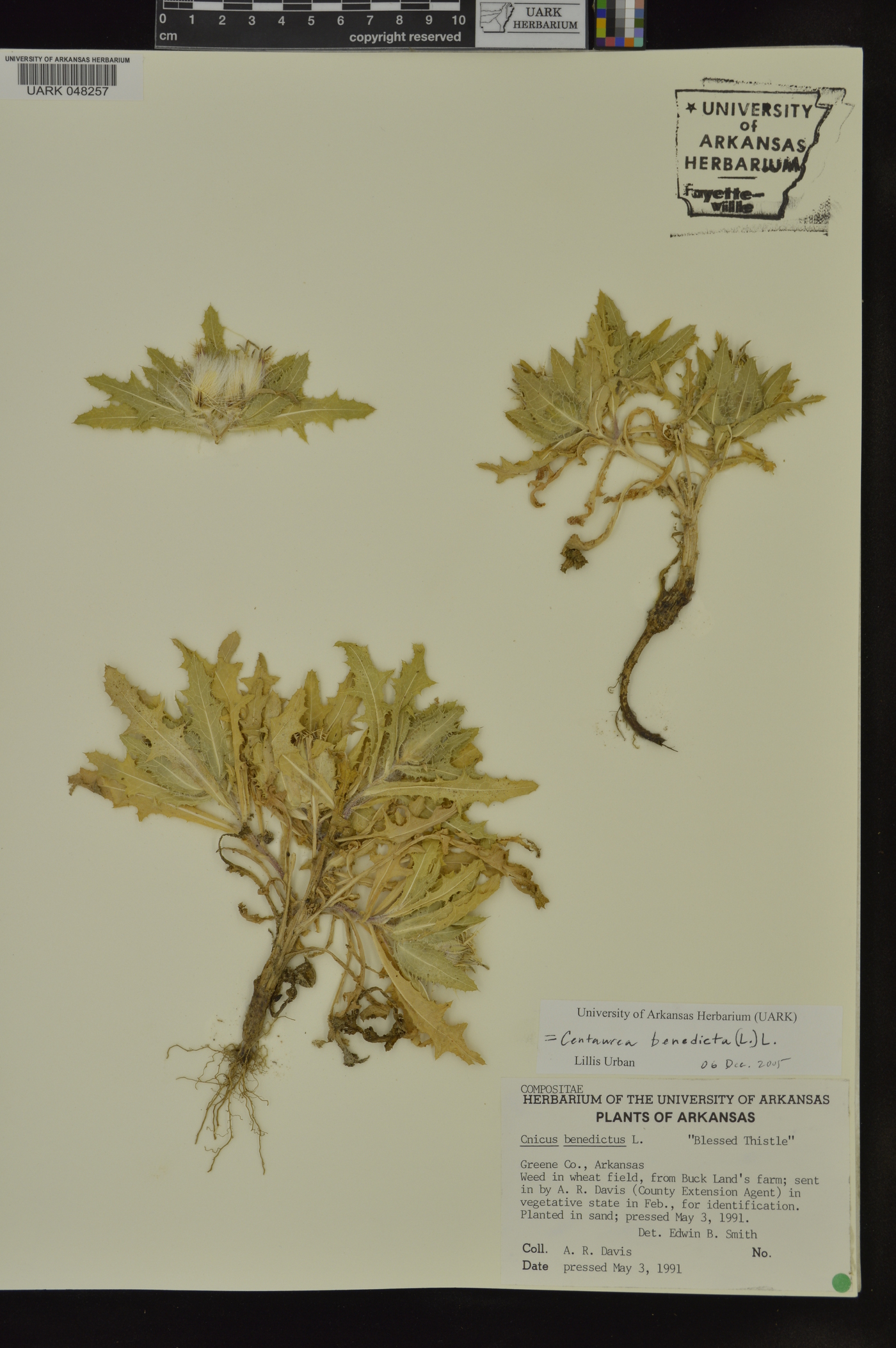 Centaurea benedicta image
