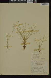 Chaetopappa asteroides image