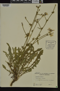 Cichorium intybus image