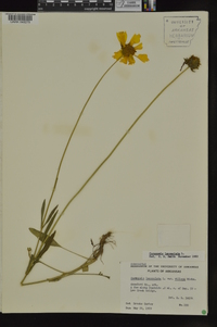 Coreopsis lanceolata image