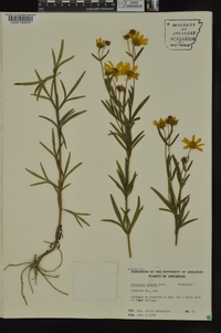 Coreopsis palmata image