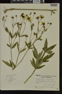 Coreopsis tripteris image