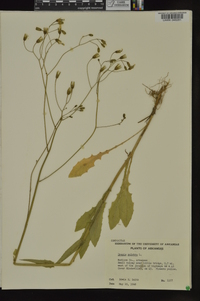 Crepis pulchra image