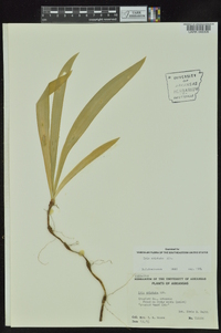 Iris cristata image