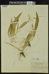 Iris cristata image