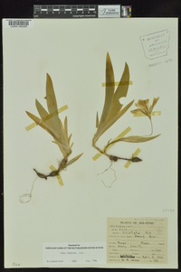 Iris cristata image