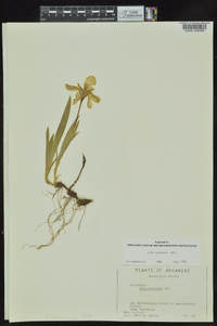 Iris cristata image