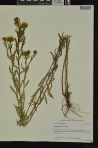 Grindelia lanceolata image