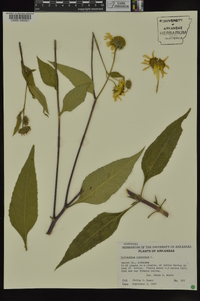 Helianthus tuberosus image