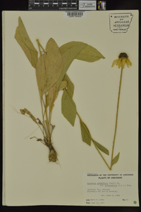 Rudbeckia grandiflora var. alismifolia image