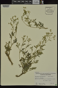 Parthenium hysterophorus image