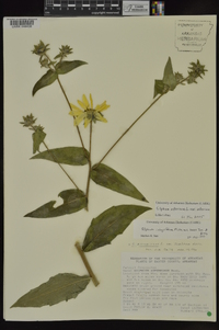 Silphium asteriscus var. asteriscus image