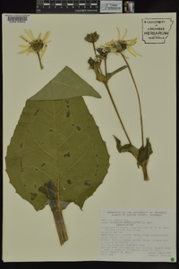 Silphium perfoliatum image