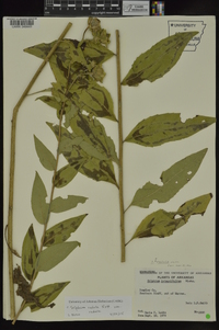 Silphium radula image