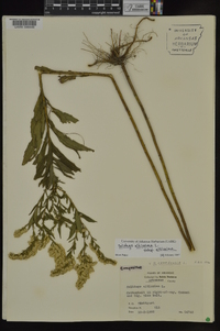 Solidago altissima subsp. altissima image