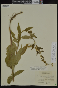 Solidago arguta subsp. caroliniana image