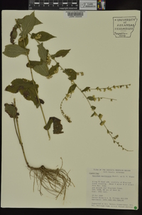 Solidago auriculata image