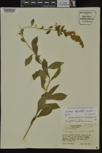 Solidago delicatula image