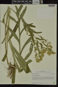 Solidago riddellii image