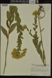 Solidago rigida image