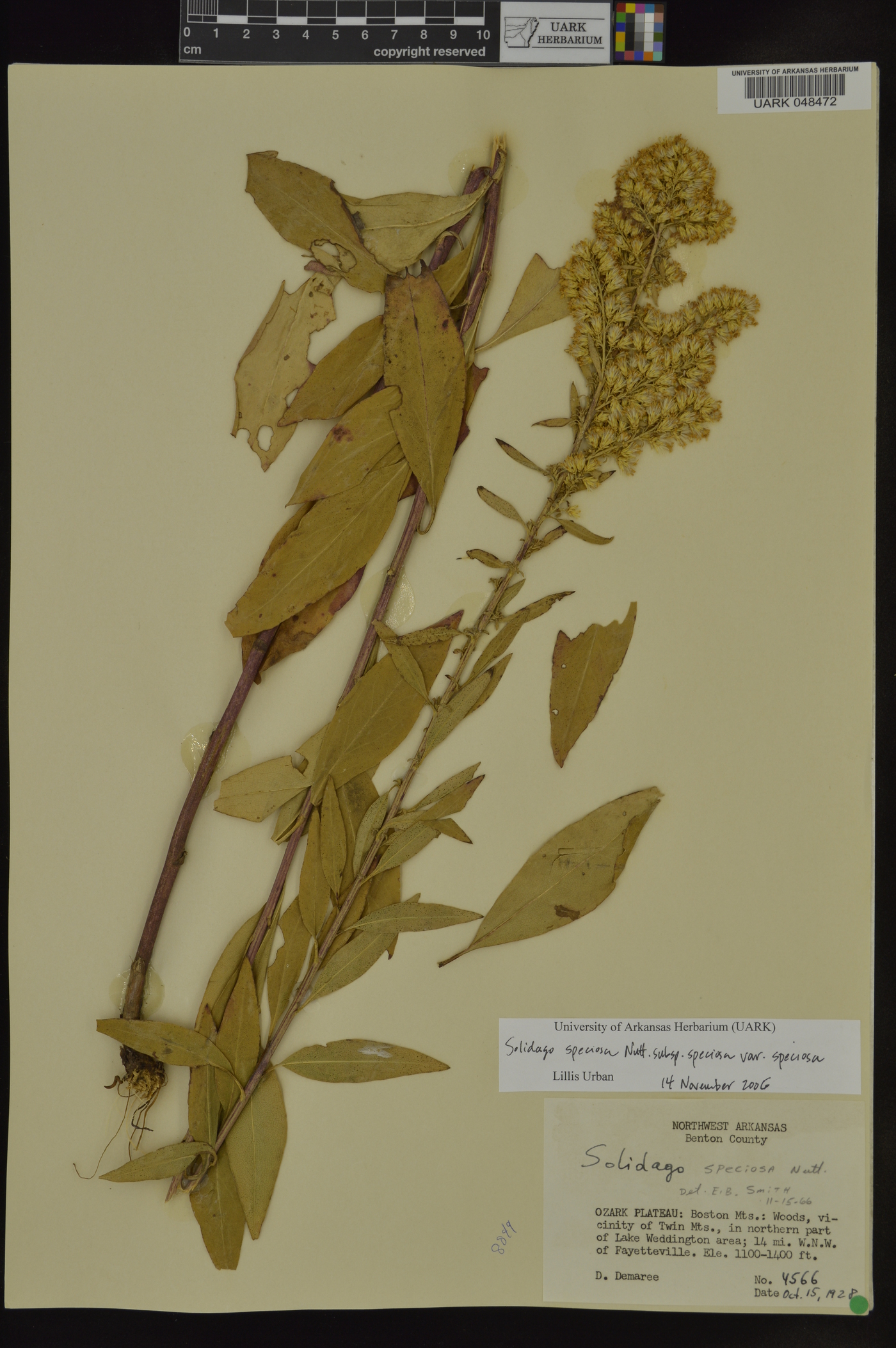 Solidago speciosa subsp. speciosa var. speciosa image