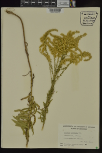 Solidago tortifolia image