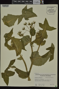 Sonchus oleraceus image