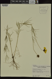 Thelesperma filifolium image