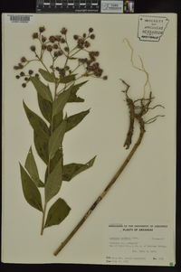 Vernonia baldwinii image