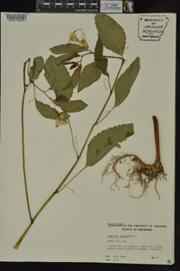 Impatiens pallida image