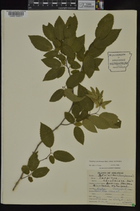 Carpinus caroliniana subsp. caroliniana image