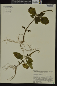 Heliotropium indicum image