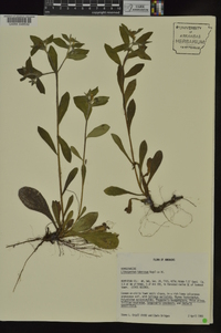 Lithospermum tuberosum image