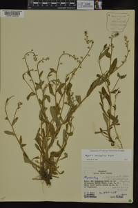 Myosotis macrosperma image