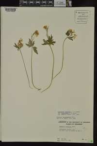 Cardamine angustata image