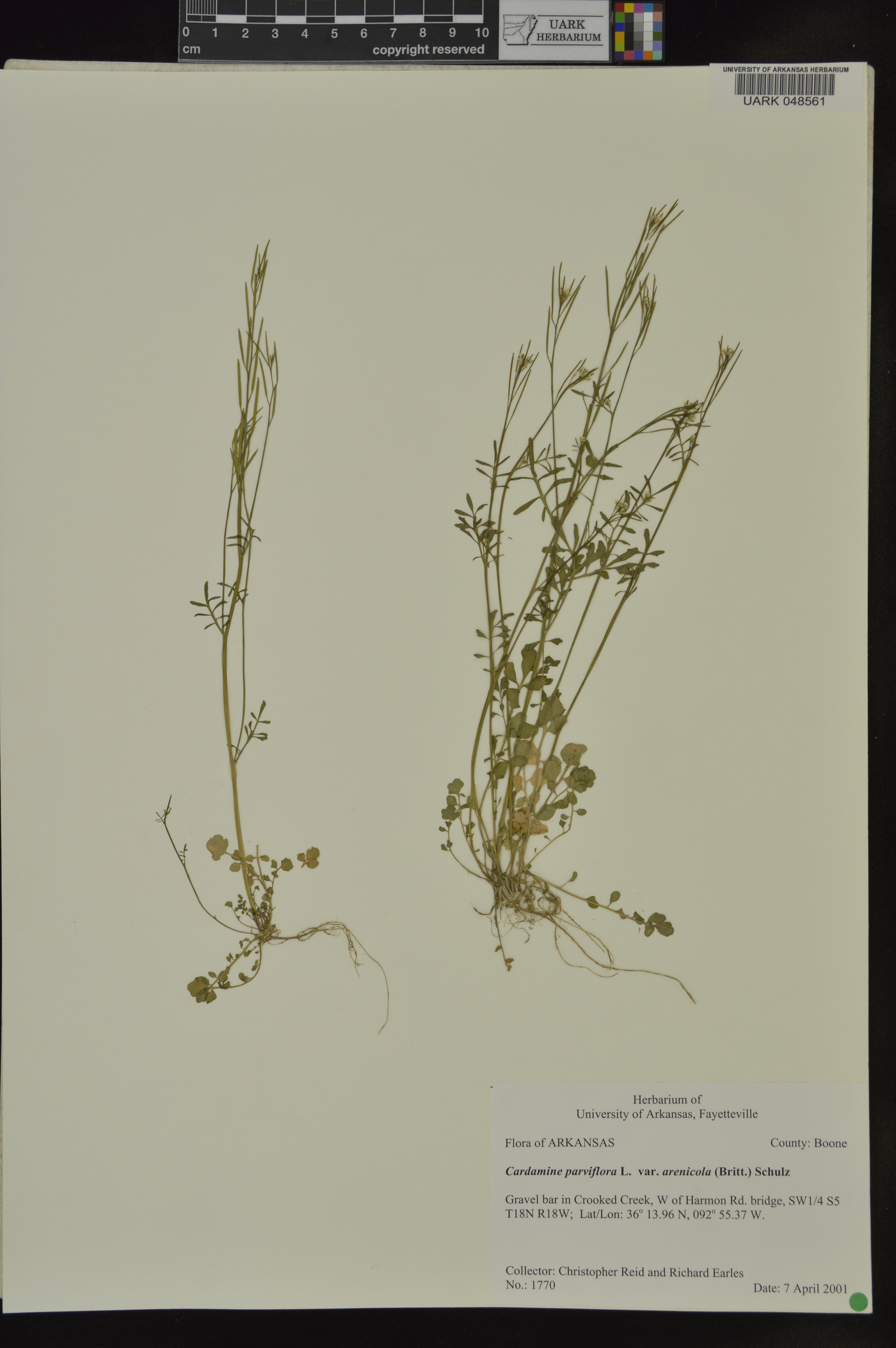 Cardamine parviflora var. arenicola image