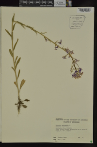 Hesperis matronalis image