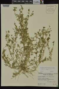 Lepidium didymum image