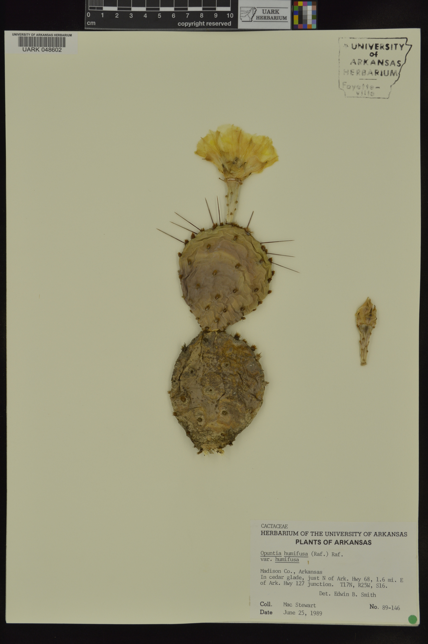 Opuntia humifusa var. humifusa image