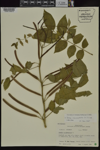 Senna occidentalis image