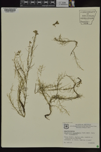 Callitriche heterophylla image