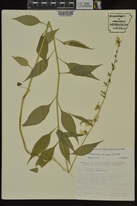 Campanulastrum americanum image