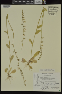 Lobelia appendiculata image