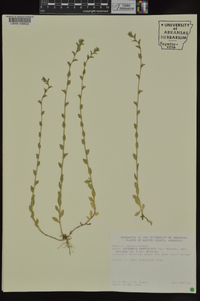 Triodanis perfoliata subsp. biflora image